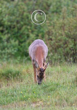 Roe Deer Buck DM1126